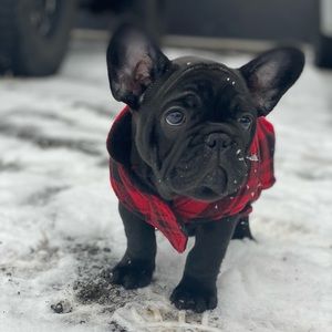 Meet your Posher, Sydney